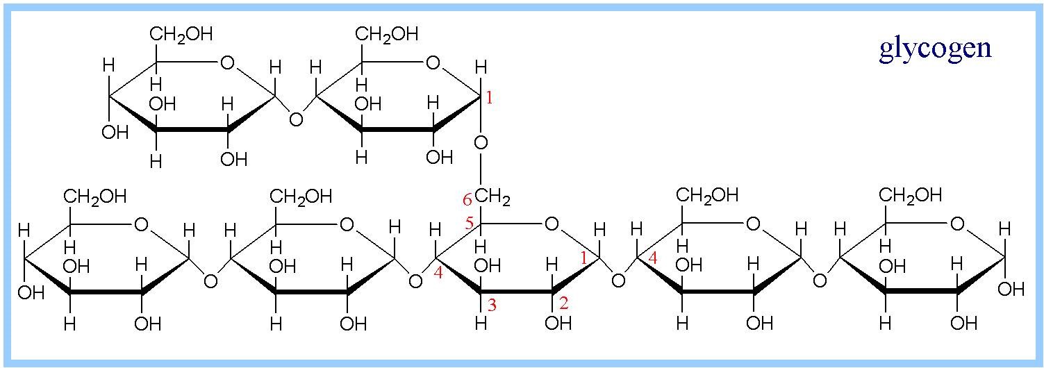 Глюкоген. Циклическая формула гликогена. Молекула гликогена формула. Гликоген формула структурная формула. Гликоген структурная формула.